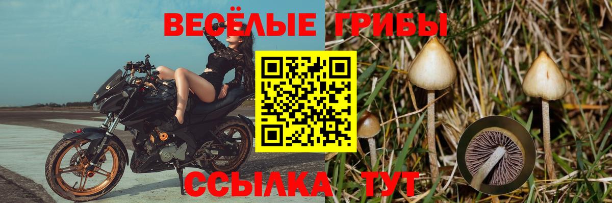 Галлюциногенные грибы Psilocybe  Вход с VPN  закладки  Галлюциногенные грибы Psilocybe  Богородицк 